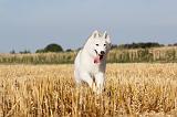SIBERIAN HUSKY 037